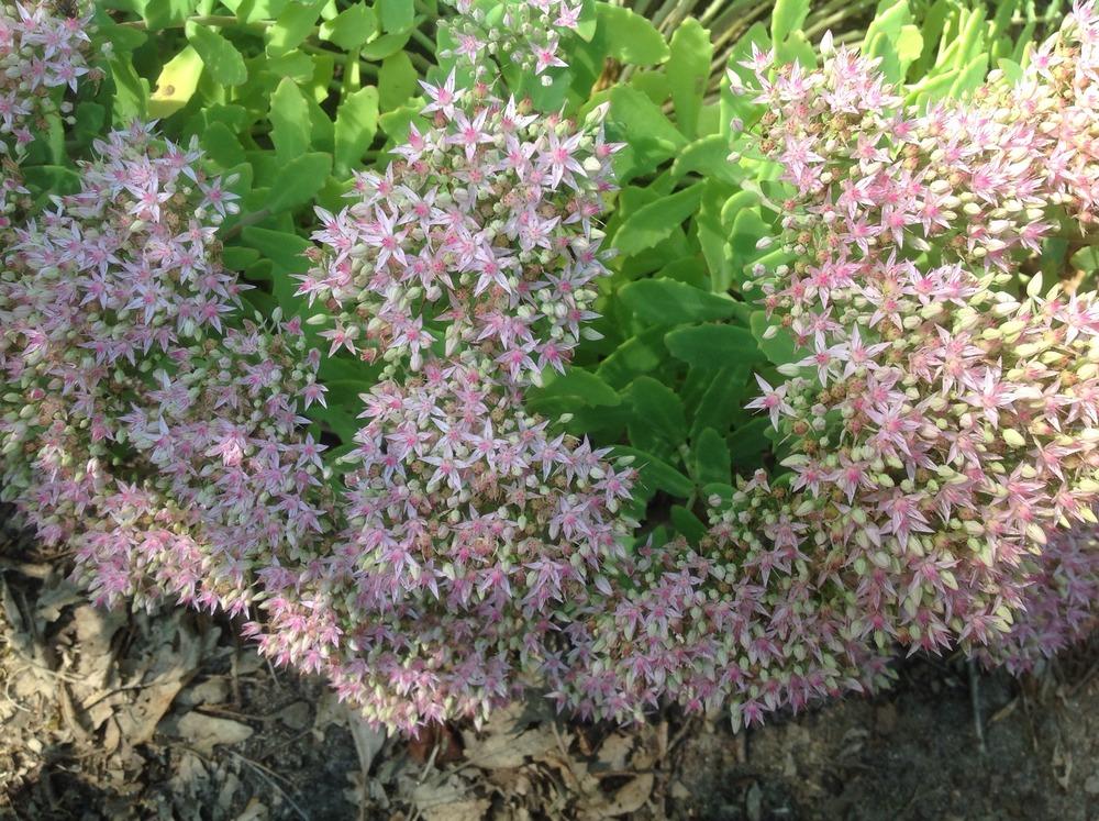 Photo of Stonecrop (Hylotelephium Rock 'N Round™ Pure Joy) uploaded by Cookies4kids
