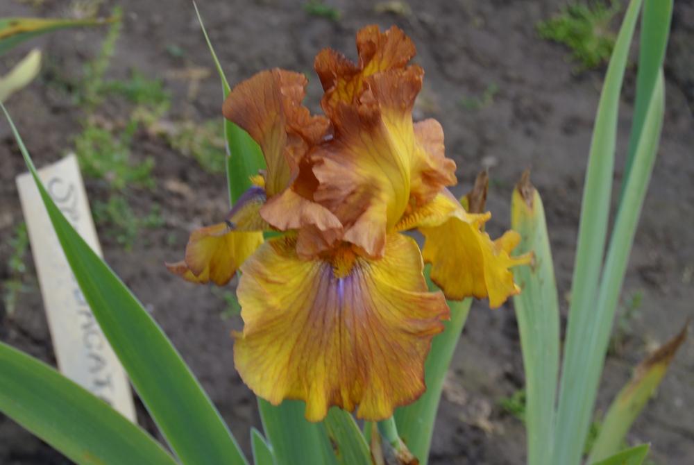 Photo of Tall Bearded Iris (Iris 'Spice Trader') uploaded by KentPfeiffer