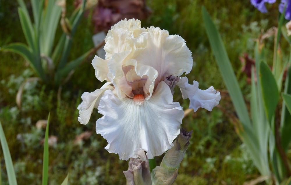 Photo of Tall Bearded Iris (Iris 'Softly Waiting') uploaded by KentPfeiffer