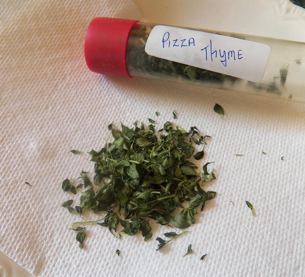Photo of Pizza Thyme (Thymus nummularius) uploaded by MissyPenny
