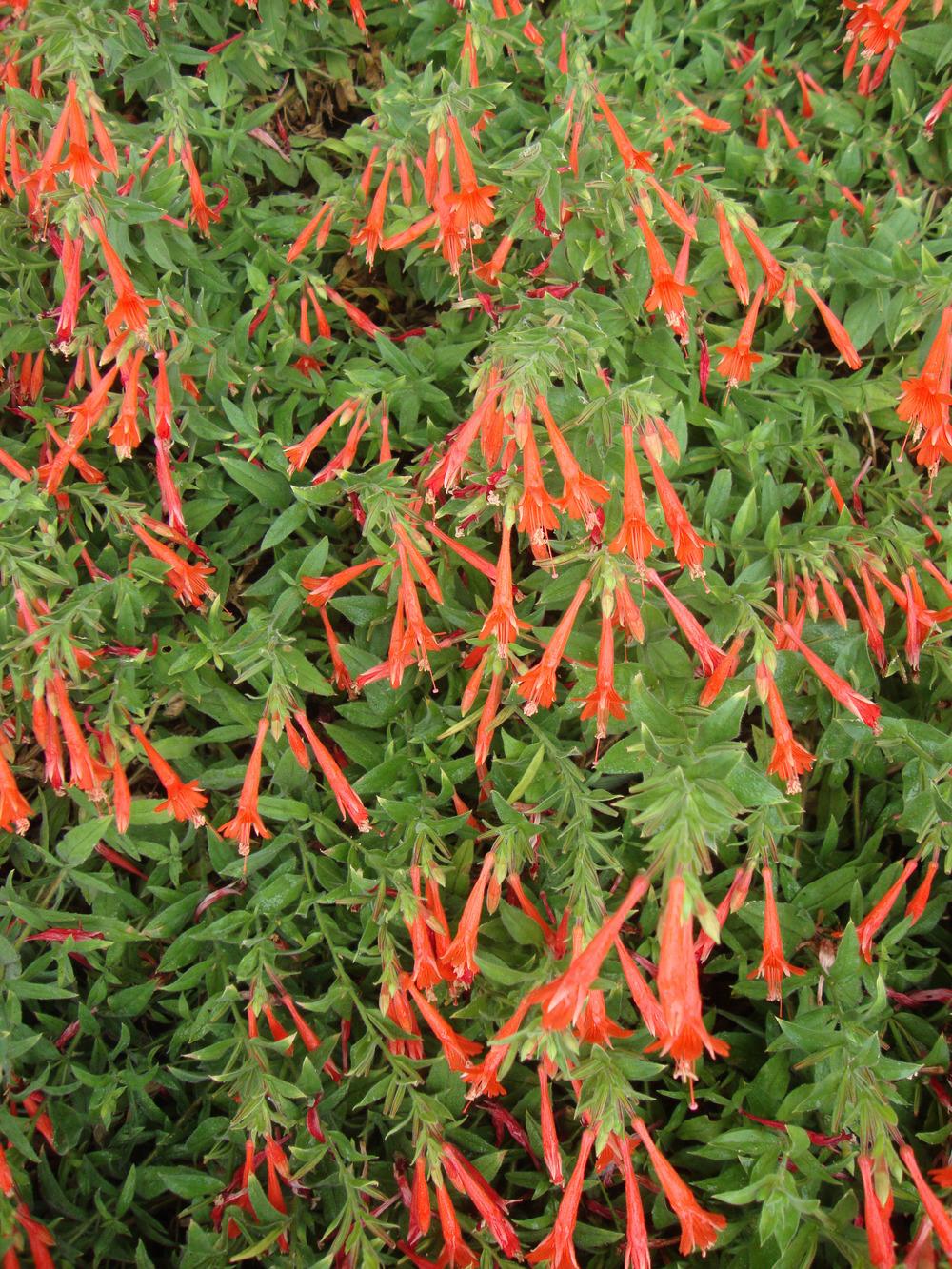Photo of California Fuchsia (Epilobium canum subsp. garrettii Orange Carpet®) uploaded by Paul2032