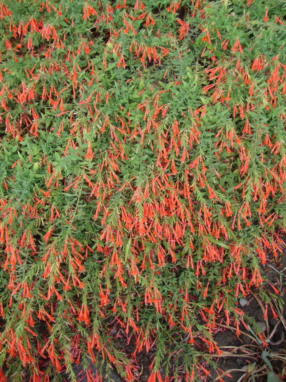 Photo of California Fuchsia (Epilobium canum subsp. garrettii Orange Carpet®) uploaded by Paul2032