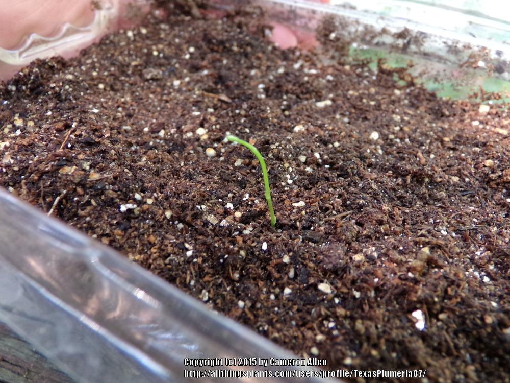 Photo of Asparagus Fern (Asparagus densiflorus 'Sprengeri') uploaded by TexasPlumeria87