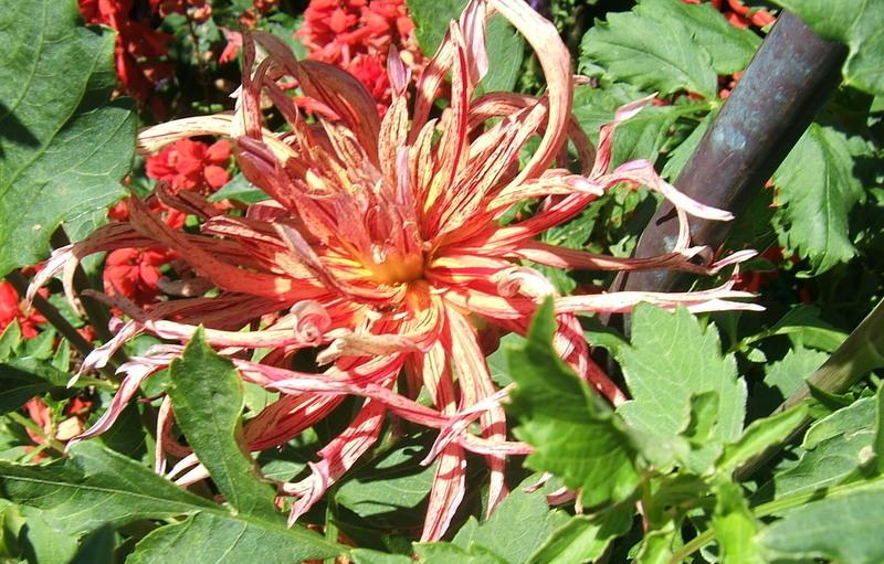 Photo of Dahlia 'Insipic' uploaded by pirl