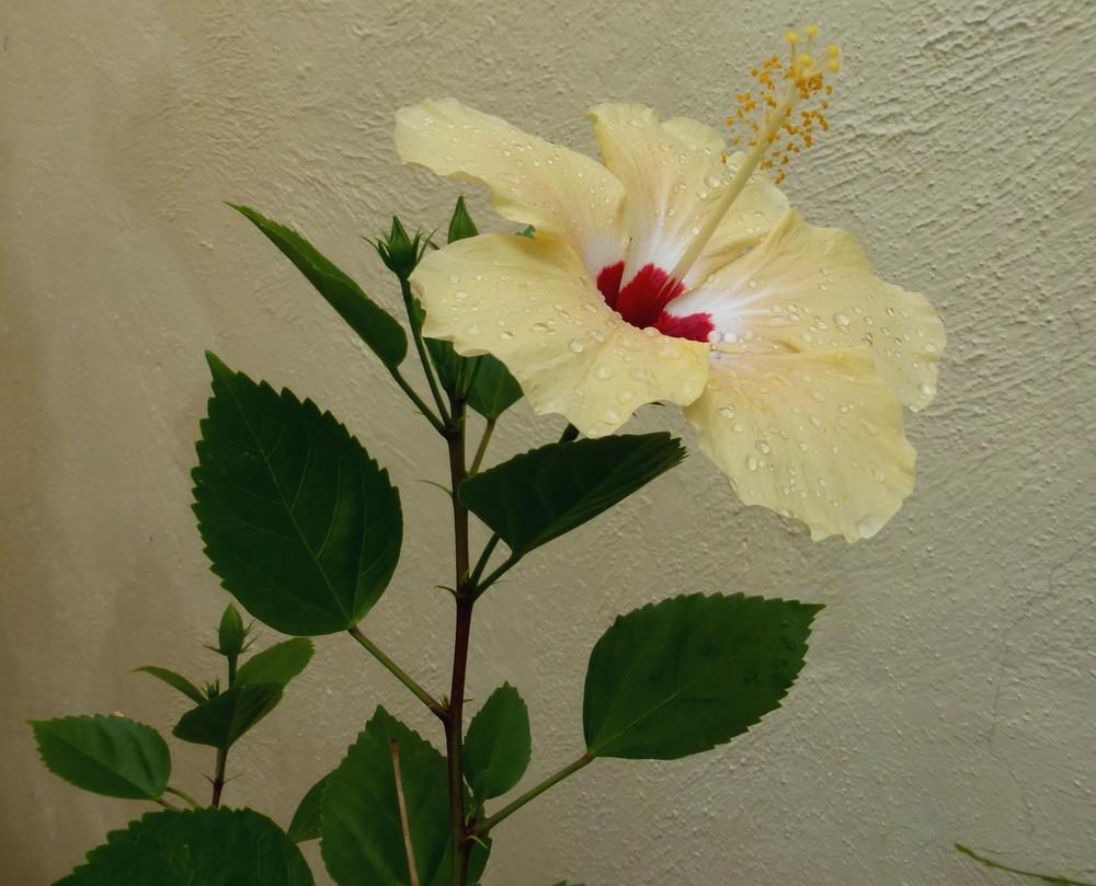 Photo of Tropical Hibiscuses (Hibiscus rosa-sinensis) uploaded by vitrsna