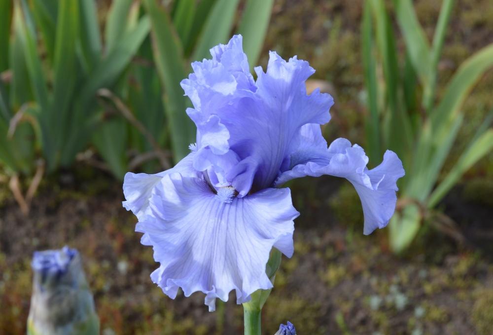 Photo of Tall Bearded Iris (Iris 'Sterling Trader') uploaded by KentPfeiffer
