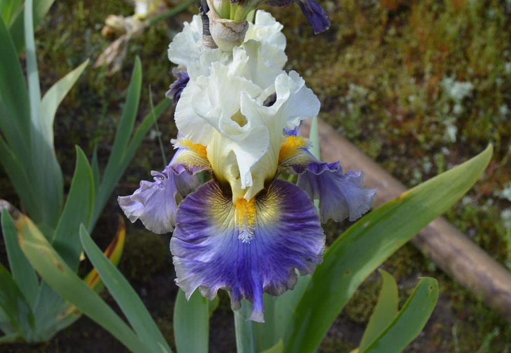 Photo of Tall Bearded Iris (Iris 'Style Traveller') uploaded by KentPfeiffer