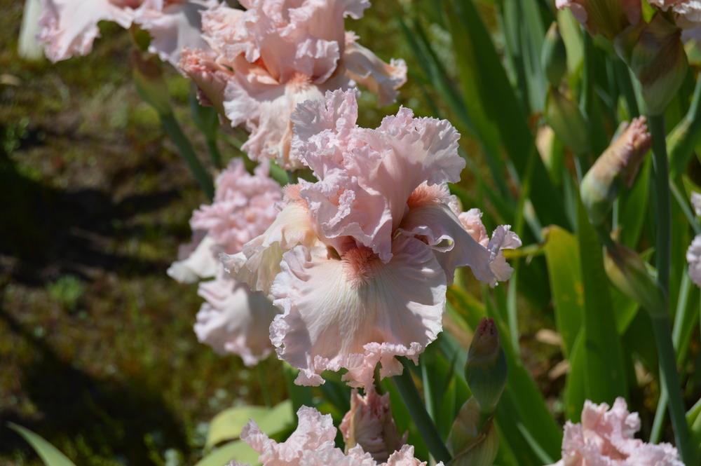 Photo of Tall Bearded Iris (Iris 'Strawberry Shake') uploaded by KentPfeiffer