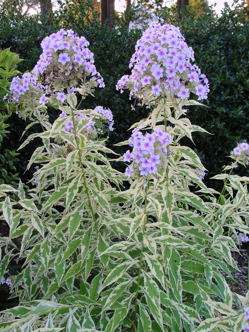 Photo of Variegated Garden Phlox (Phlox paniculata 'Frosted Elegance') uploaded by keithp2012