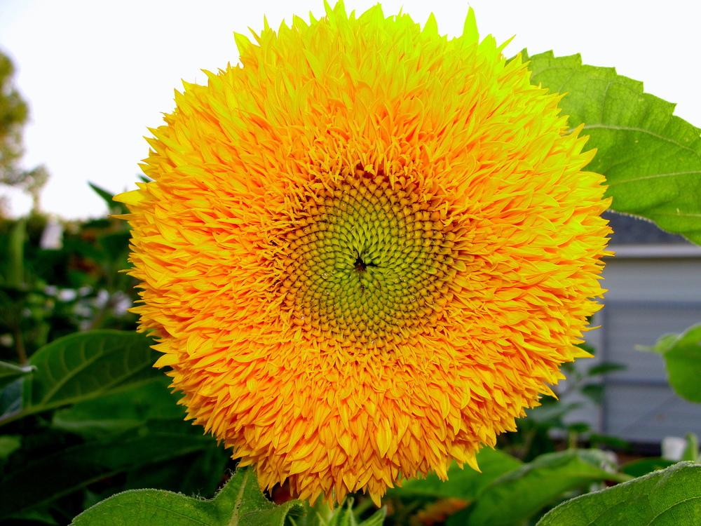 Photo of Dwarf Sunflower (Helianthus annuus 'Teddy Bear') uploaded by keithp2012