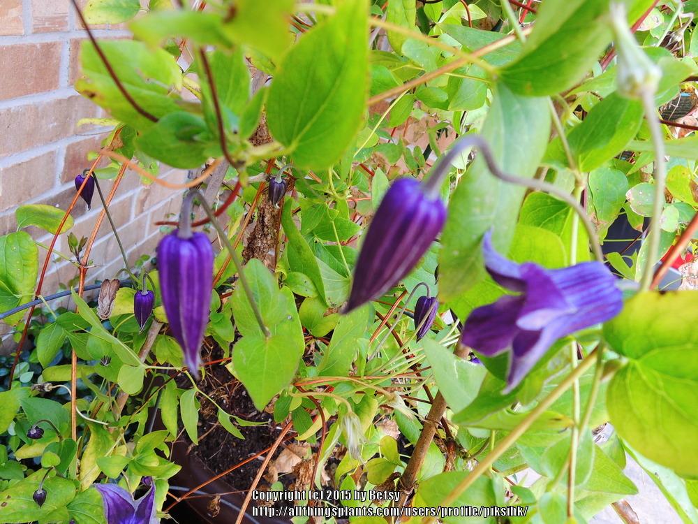 Photo of Clematis 'Roguchi' uploaded by piksihk