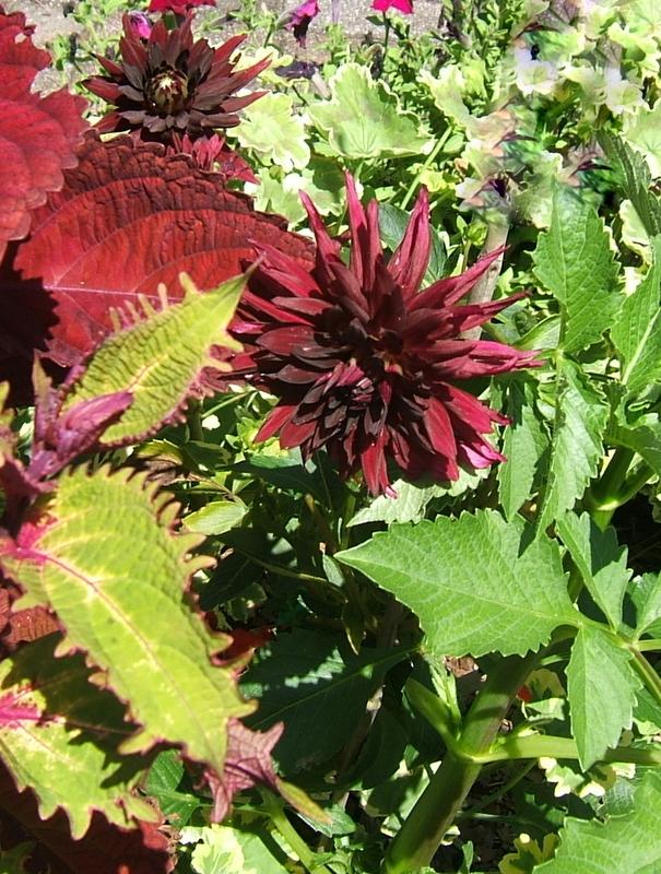 Photo of Dahlia 'Black Touch' uploaded by pirl