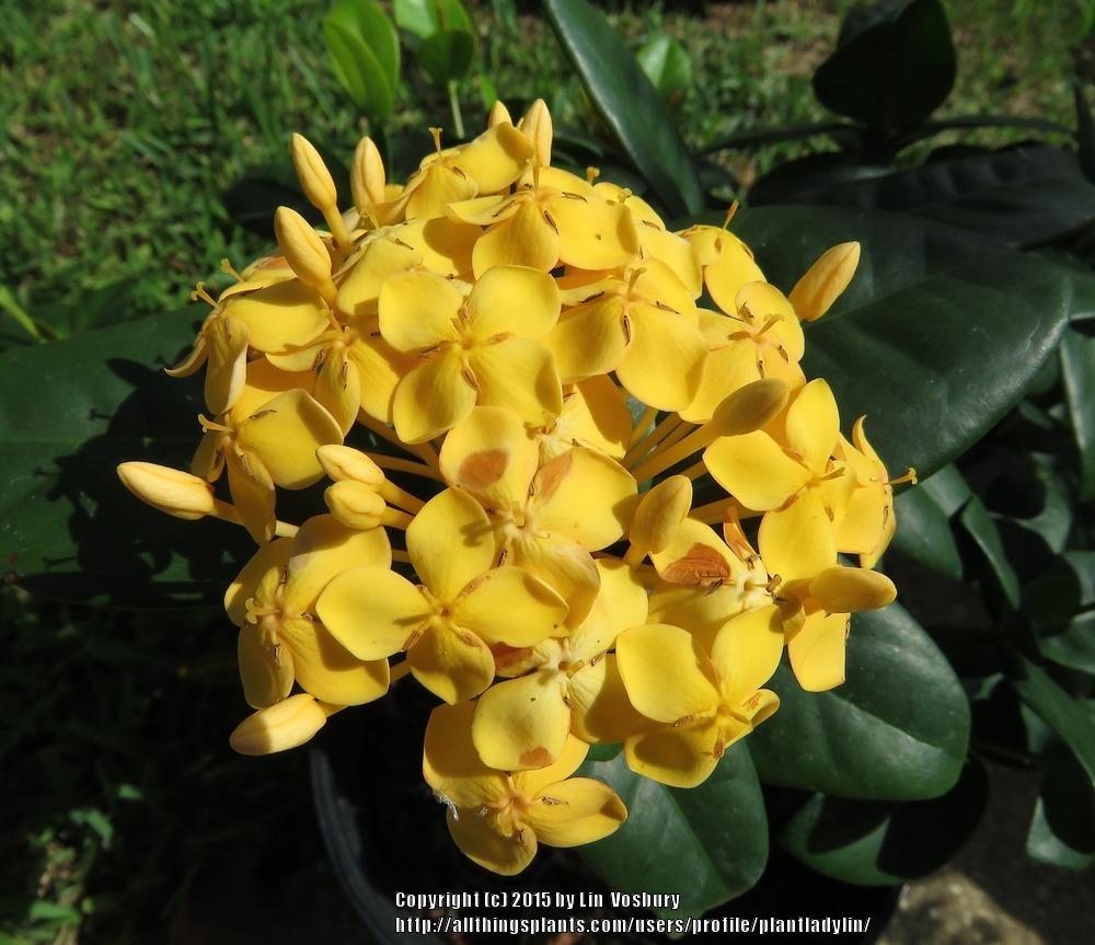 Photo of Flame of the Woods (Ixora coccinea 'Maui Yellow') uploaded by plantladylin