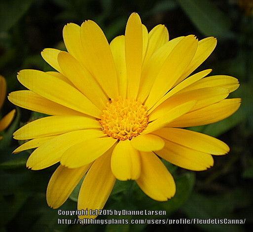Photo of Pot Marigold (Calendula officinalis) uploaded by FleudeLisCanna