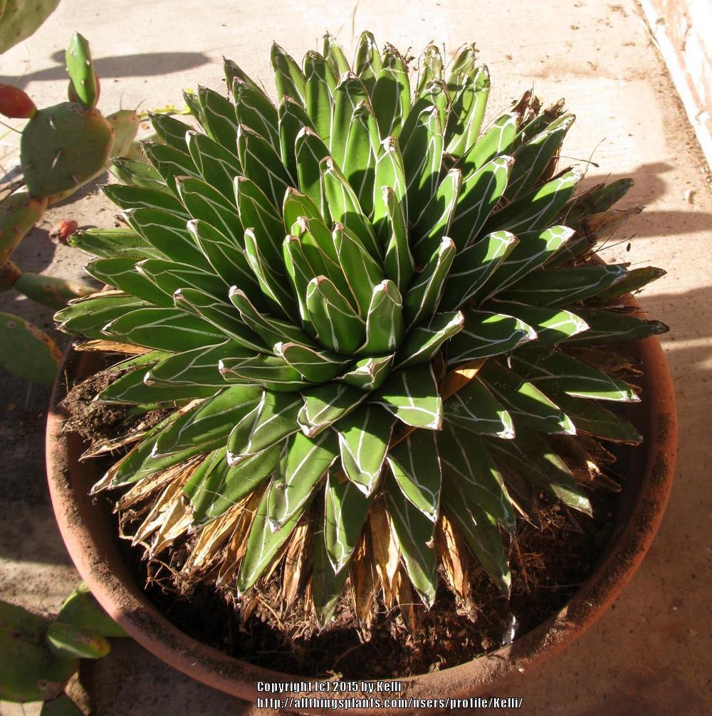 Photo of Queen Victoria Agave (Agave victoriae-reginae) uploaded by Kelli