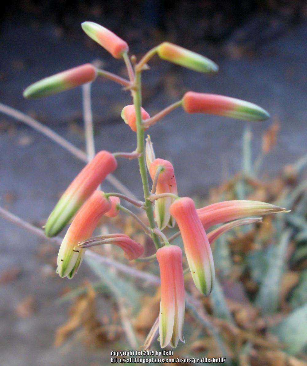 Photo of Aloe 'White Stag' uploaded by Kelli