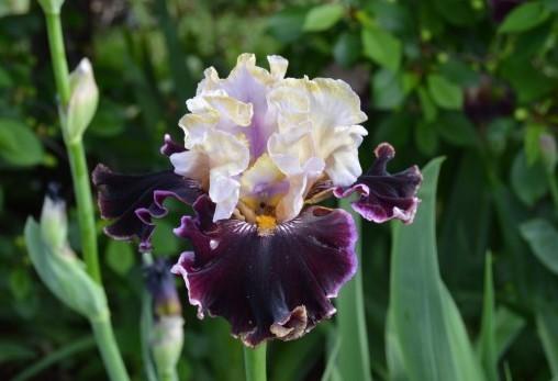 Photo of Tall Bearded Iris (Iris 'Girl Crush') uploaded by KentPfeiffer