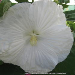 Location: Labour of Love Landscaping & Nursery, Glover, Vermont
Date: 2011-08-28 
Hibiscus moscheutos, pure white.  Likely a named variety, but it 