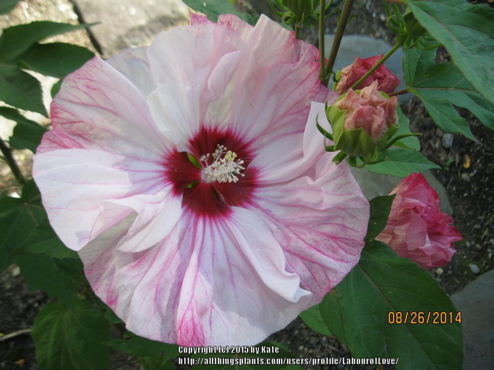 Photo of Hybrid Hardy Hibiscus (Hibiscus Summerific™ Cherry Cheesecake) uploaded by LabourofLove