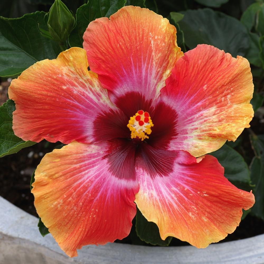 Photo of Tropical Hibiscus (Hibiscus rosa-sinensis 'Cosmic Dancer') uploaded by dirtdorphins
