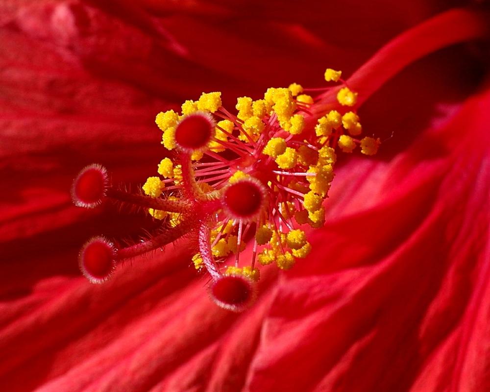 Photo of Tropical Hibiscuses (Hibiscus rosa-sinensis) uploaded by evermorelawnless