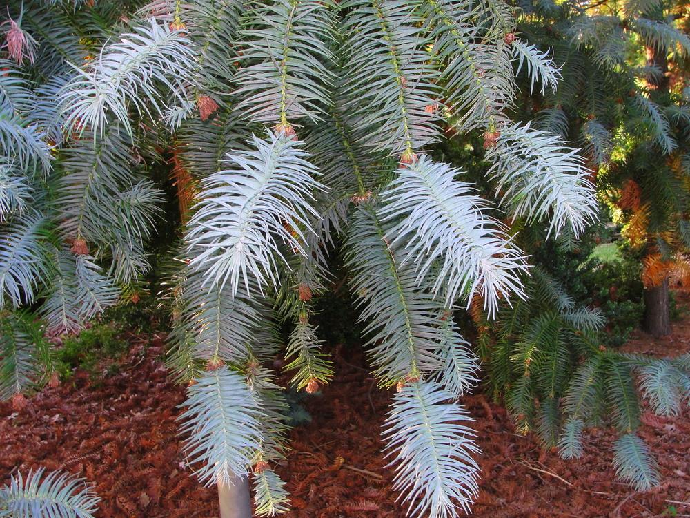 Photo of Blue China Fir (Cunninghamia lanceolata 'Glauca') uploaded by keithp2012