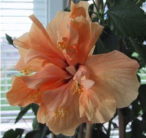 Photo of Tropical Hibiscus (Hibiscus rosa-sinensis 'Apricot Brandy') uploaded by robertduval14