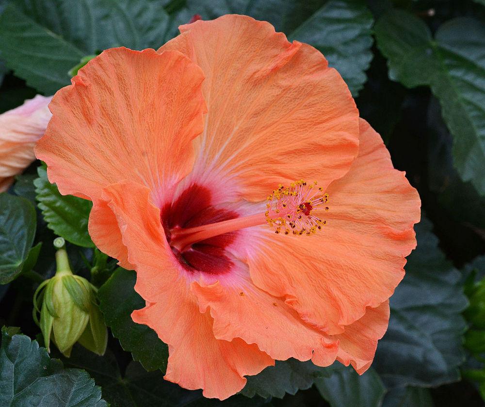 Photo of Tropical Hibiscus (Hibiscus rosa-sinensis 'Mandarin Wind') uploaded by robertduval14