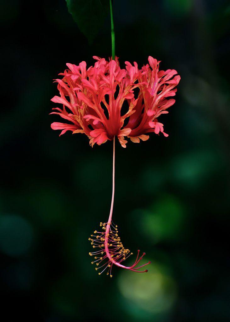 Photo of Chinese Lanterns (Hibiscus schizopetalus) uploaded by robertduval14