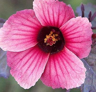 Photo of Red-Leaf Hibiscus (Hibiscus acetosella) uploaded by robertduval14