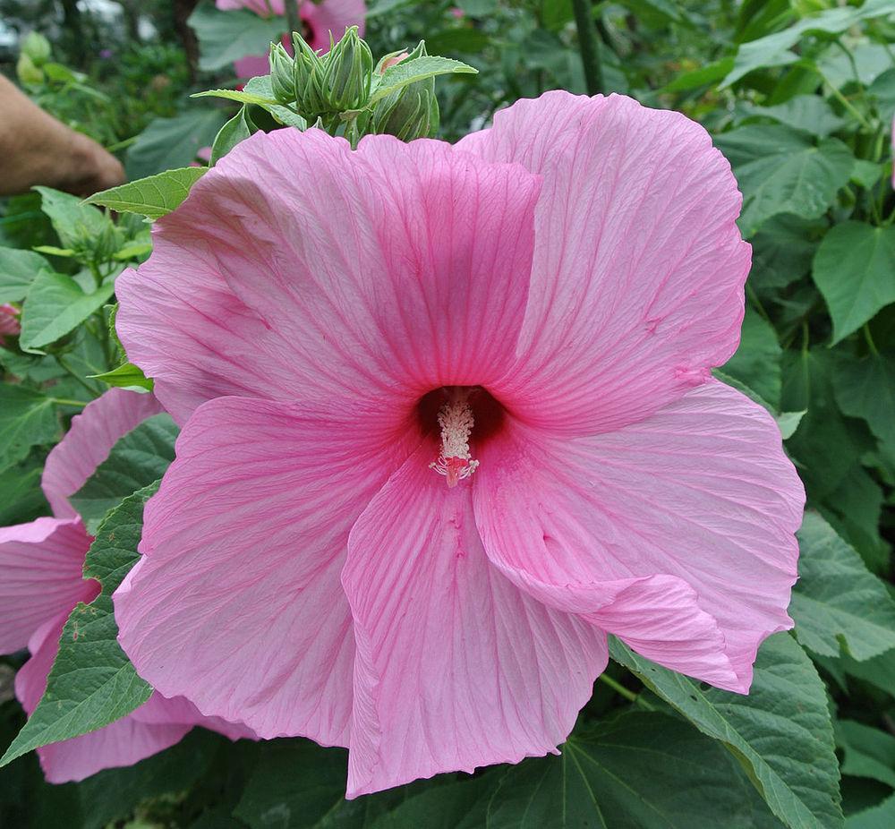 Photo of Hybrid Hardy Hibiscus (Hibiscus 'Super Rose') uploaded by robertduval14