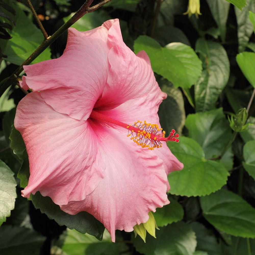 Photo of Tropical Hibiscus (Hibiscus rosa-sinensis 'Agnes Gault') uploaded by robertduval14