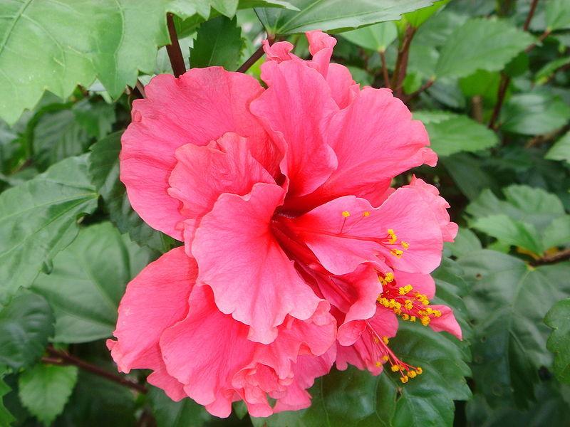 Photo of Tropical Hibiscus (Hibiscus rosa-sinensis 'Pride of Hankins') uploaded by robertduval14
