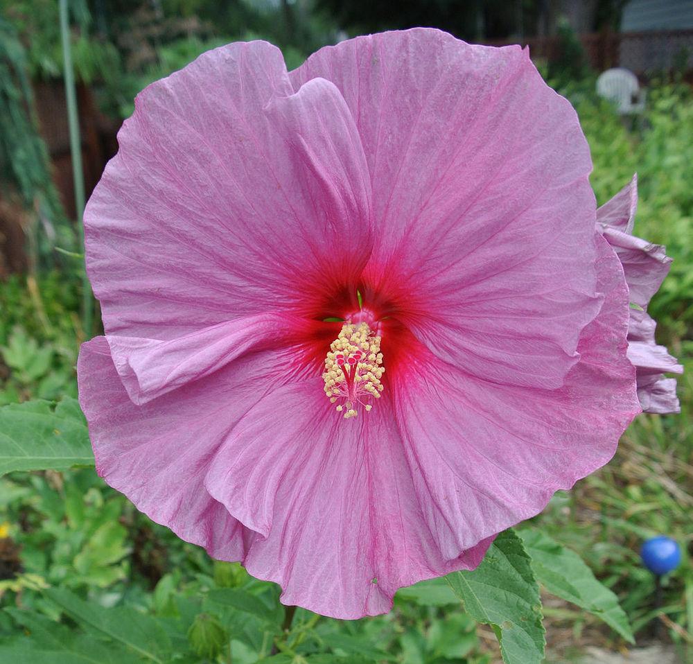 Photo of Hybrid Hardy Hibiscus (Hibiscus 'Fantasia') uploaded by robertduval14