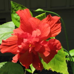 Location: Our yard, Hot Springs Village, AR
Date: 2015-06-29
Double red hibiscus