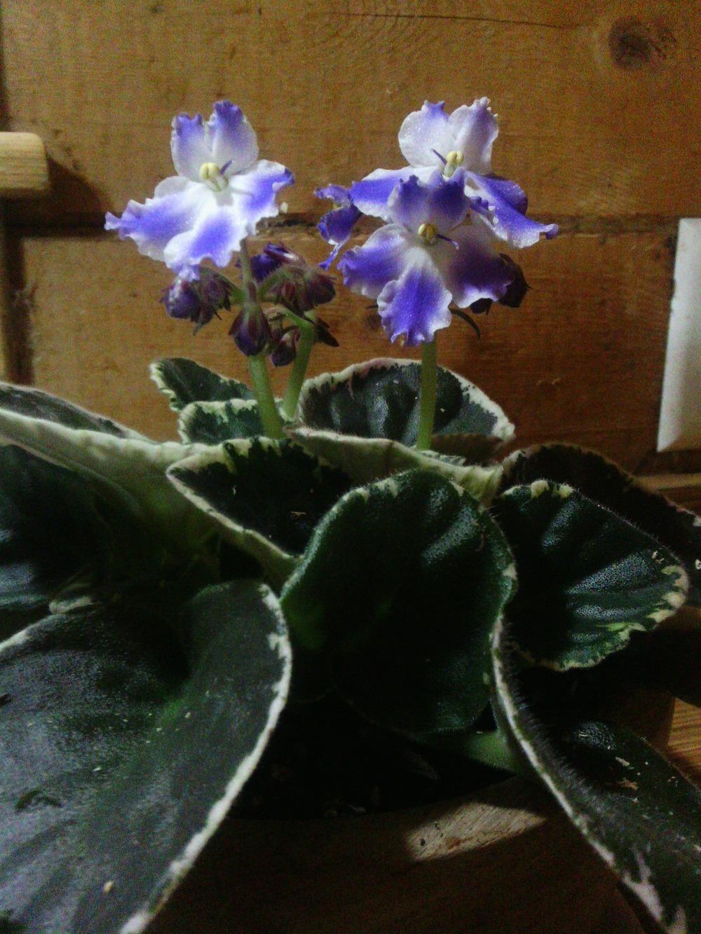 Photo of African Violet (Streptocarpus 'Ma's Secret Child') uploaded by texaskitty111