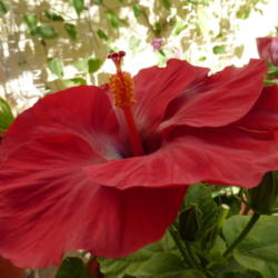 Location: Colima, Colima Mexico (USDA Zone 11)
Date: 2014-03-26
Tropical Hibiscus rosa-sinensis bloom