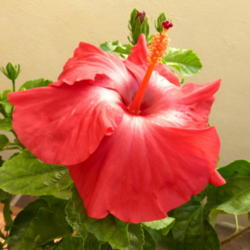 Location: Colima, Colima Mexico (USDA Zone 11)
Date: 2014-03-15
Tropical Hibiscus (Hibiscus rosa-sinensis) bloom