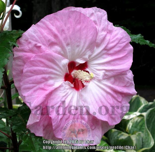 Photo of Hybrid Hardy Hibiscus (Hibiscus 'Tie Dye') uploaded by Char