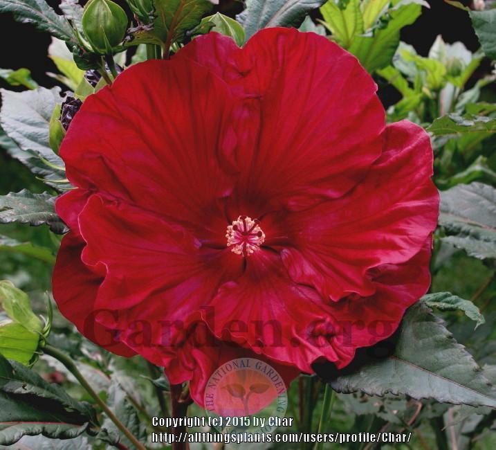 Photo of Hybrid Hardy Hibiscus (Hibiscus Summerific™ Cranberry Crush) uploaded by Char