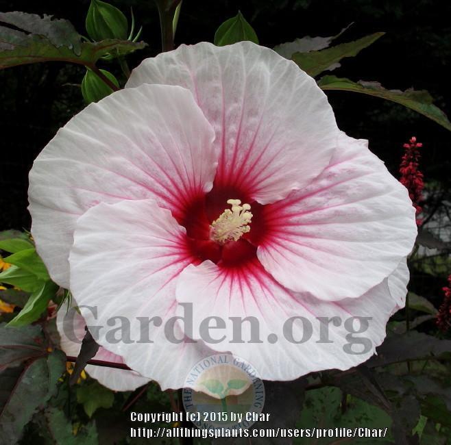 Photo of Hybrid Hardy Hibiscus (Hibiscus Summerific™ Summer Storm) uploaded by Char
