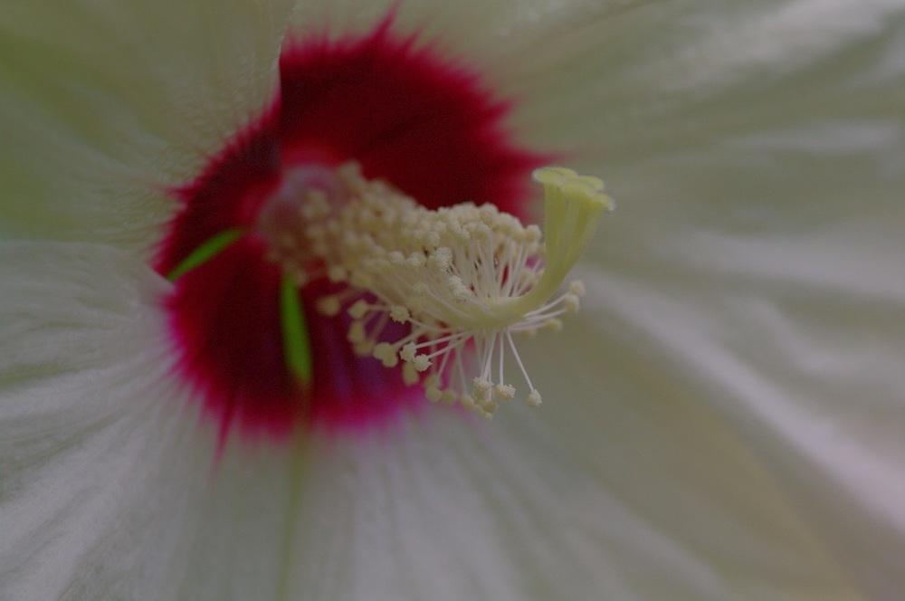 Photo of Hybrid Hardy Hibiscus (Hibiscus Luna™ White) uploaded by Rose1656