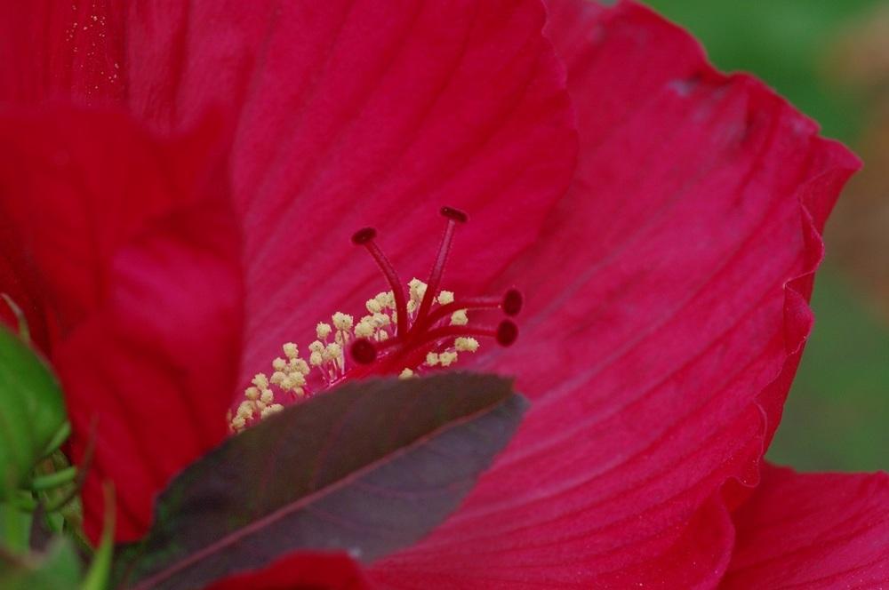 Photo of Hybrid Hardy Hibiscus (Hibiscus 'Midnight Marvel') uploaded by Rose1656
