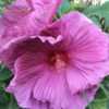 This photo shows the nice ruffled texture and color of Hibiscus '