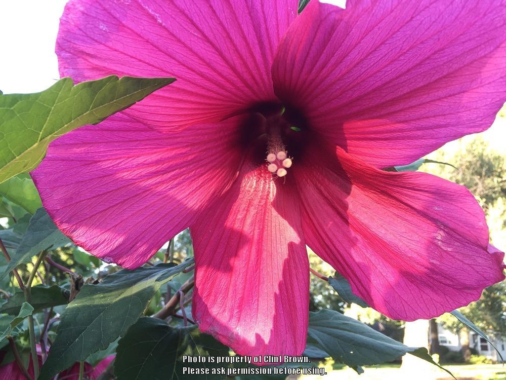 Photo of Hardy Hibiscus (Hibiscus 'Moy Grande') uploaded by clintbrown