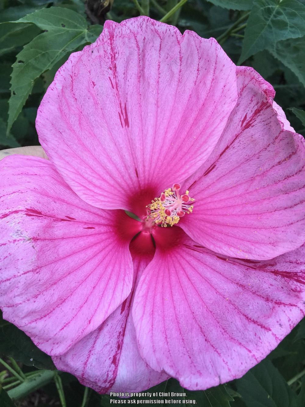 Photo of Hybrid Hardy Hibiscus (Hibiscus Cordial™ Peppermint Schnapps) uploaded by clintbrown