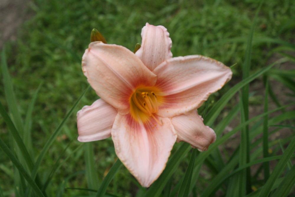 Photo of Daylily (Hemerocallis 'Your Song') uploaded by dkp