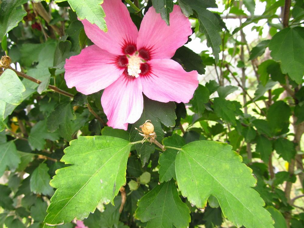 Photo of Roses of Sharon (Hibiscus syriacus) uploaded by jmorth