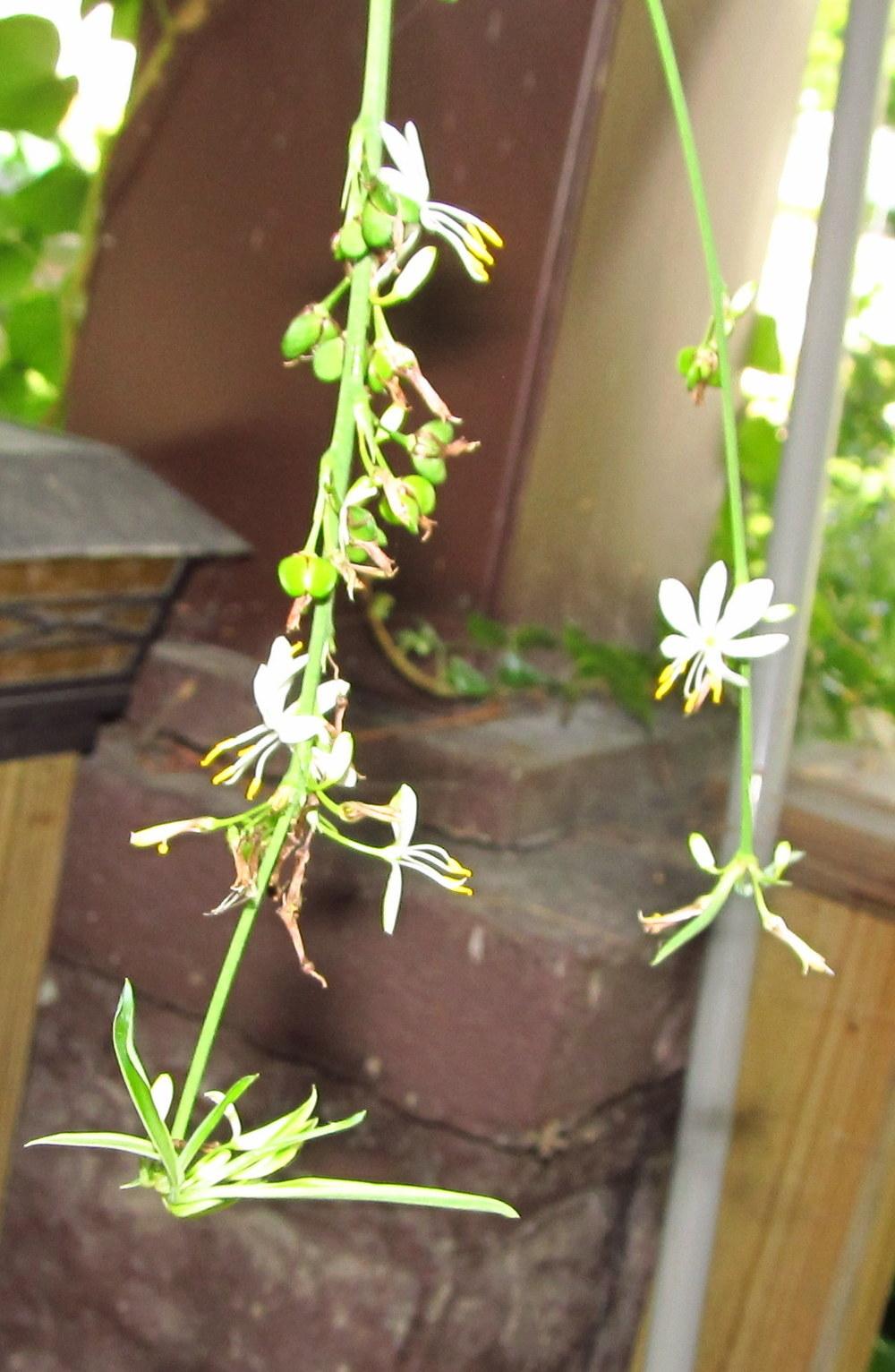 Photo of Spider Plant (Chlorophytum comosum) uploaded by jmorth