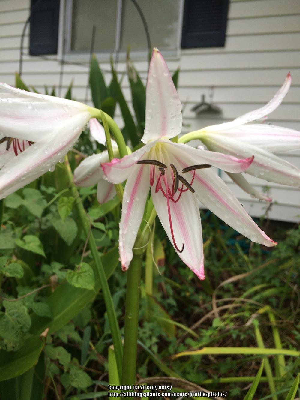 Photo of Crinums (Crinum) uploaded by piksihk